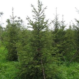 西安苗圃直銷云杉，茶條槭，蒙古櫟