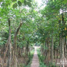 贵州三叶树、赤水三叶树、宜宾三叶树、泸州永良苗圃三叶树基地