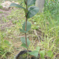 萬芳園藝-供應精品茶花-瑪麗安香茶花