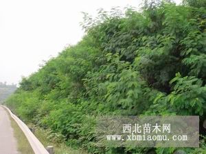 低价供应客土喷播 山东公路客土喷播绿化