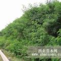 低價供應(yīng)客土噴播 山東公路客土噴播綠化