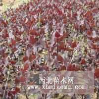 全紅楊三季紅楊楊樹小苗紅楊價(jià)格