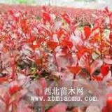 具投資價(jià)值的彩葉樹種|紅葉喬木紫薇|江西綠農(nóng)辛敏