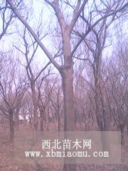 朴树基地 7公分朴树特价 就朴树价格