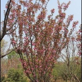 精品紅葉李、櫻花、桂花、皂角等