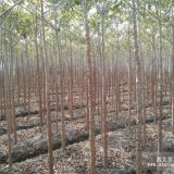 農(nóng)戶直銷10000棵5-6公分本地木棉地苗價格便宜質(zhì)量好