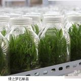 物價(jià)瘋漲 綠之夢鐵皮石斛種植受熱捧