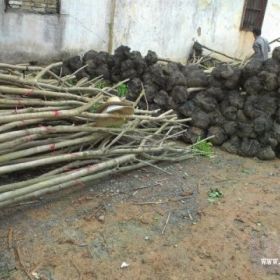 哪里的黄花梨价格便宜，普宁黄花梨产地提供3-7公分黄花梨地苗