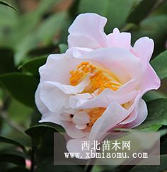 供應(yīng)-名貴茶花-烈香茶花-萬芳園藝