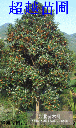 桂花苗圃 南京桂花价格