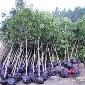 北美海棠，木瓜苗，果樹苗油根子（流蘇）木梨，櫻花，大葉女貞，