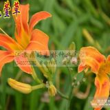 大花萱草、石竹、草本植物直銷(xiāo)