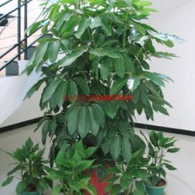 植物租擺盆栽花木出租鮮花綠植