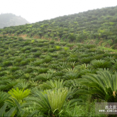 蘇鐵20-150cm，鐵樹，蘇鐵價格