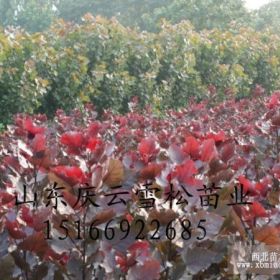 供應(yīng)冬紅歐洲白蠟魯蠟5號(hào)全紅楊等新品種