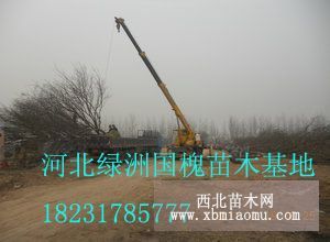 沈陽大國槐需要報價天津國槐價格山西求購榆樹