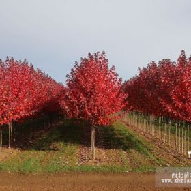 美國(guó)紅楓改良紅楓