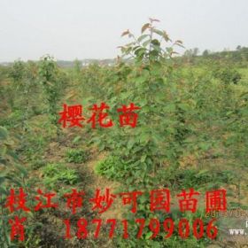 樱花苗|湖北樱花苗|樱花|宜昌樱花苗|湖北樱花价格|湖北樱花