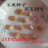 新到夏玉米種子原種鄭單958 蘇玉10號(hào) 產(chǎn)量高抗倒伏抗病害