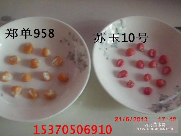 夏玉米種原種鄭單958蘇玉10號