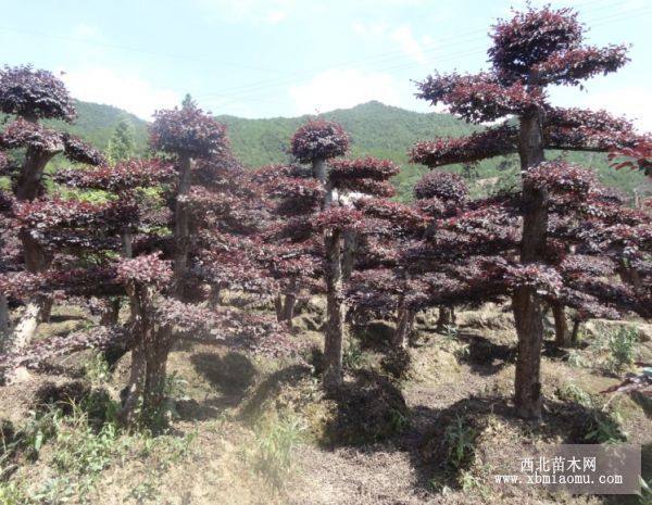 嫁接红枫高桩  茶花树