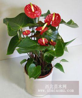 花卉綠植