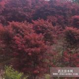 精品紅楓 紅楓2--10公分 供應(yīng)紅楓