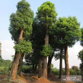 香樟树哪里便宜湖南风驰苗圃2013香樟树价格