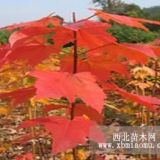 紅楓苗供應(yīng)熊岳紅楓苗火熱預(yù)定中熊岳出售美國(guó)紅楓苗