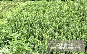 扶芳藤 扶芳藤苗 山东扶芳藤苗 多少钱一棵