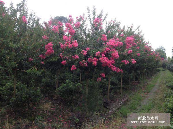 成都紅花紫薇