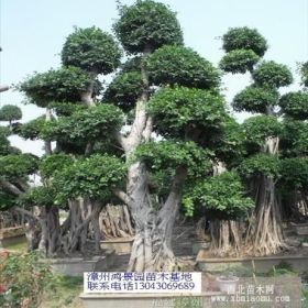 漳州小葉榕樹樁頭 沙西小葉榕樹樁頭 廈門小葉榕