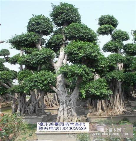 漳州榕树桩