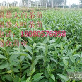 贵州名选131茶苗价格、茶苗批发