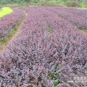 红花继木怎么养护，红继木怎么种植，红继木怎么繁殖