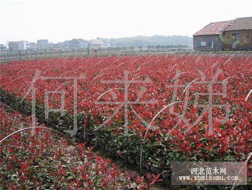 香樟、紅葉石楠、海桐球