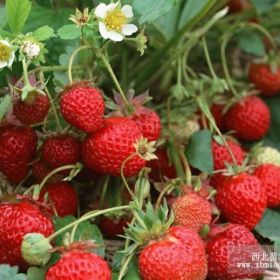 紅顏草莓苗、紅顏草莓苗品種、山東紅顏草莓苗