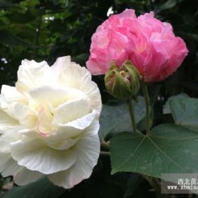 低價(jià)供應(yīng)成都木芙蓉 成都溫江木芙蓉