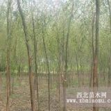 南京雪松苗圃金丝垂柳价格多少钱上车资料