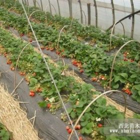 草莓苗、紅顏草莓苗價格、山東草莓苗