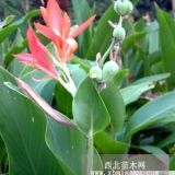 美人蕉 各色美人蕉價(jià)格 長(zhǎng)花期灌木類苗