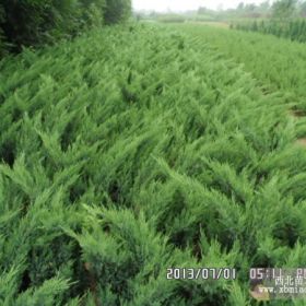 大量供應(yīng)沙地柏望都塔快北京快柏保定沙地柏價格河北沙地柏