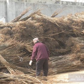 核桃苗、核桃樹苗、山東核桃苗基地