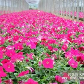 山东矮牵牛 青州矮牵牛 青州北海道黄杨 山东北海道黄杨