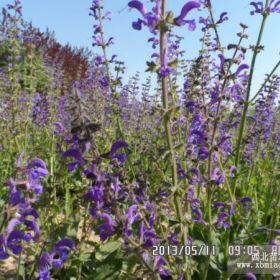 供應(yīng)金邊玉帶草蘭花鼠尾草紅花萱草