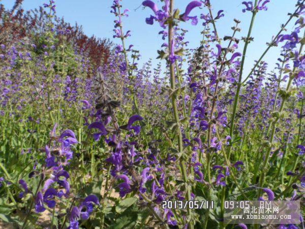 玉帶草蘭花鼠尾草