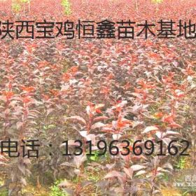 紅葉櫻花、紅葉櫻花價(jià)格、紅葉櫻花成品