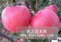 遼寧熊岳保權(quán)苗圃出售寒富蘋(píng)果苗果光蘋(píng)果苗蘋(píng)果樹(shù)苗