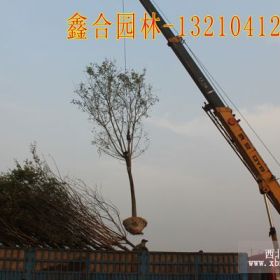 速生國(guó)槐移栽的佳時(shí)間，苗圃田間管理