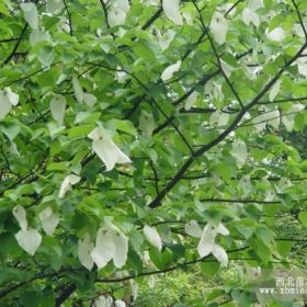 乔木-珙桐小苗-湖北珙桐小苗-湖北利川